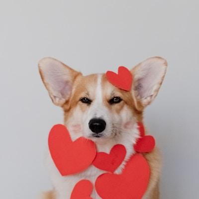 Biscuit the Corgi
