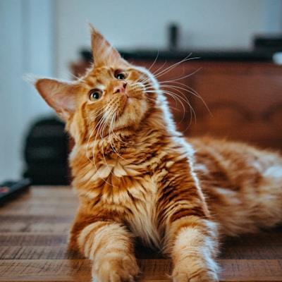 Princess Whiskers