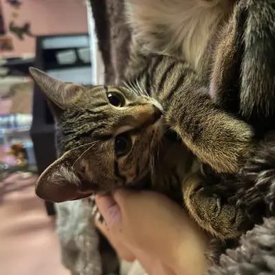 sweet baby by ember