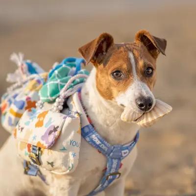 Beachcomber Jack Russell with Seashell Treasure