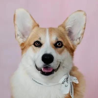 Playful Corgi Running on Beach