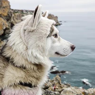 Husky in Polar Bear Hat on Coastal Bluff