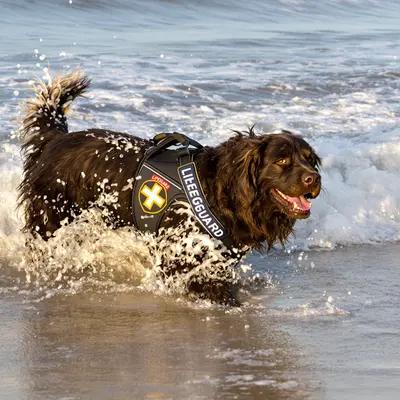 Happy Lifeguard Dog Splashing in Ocean Surf