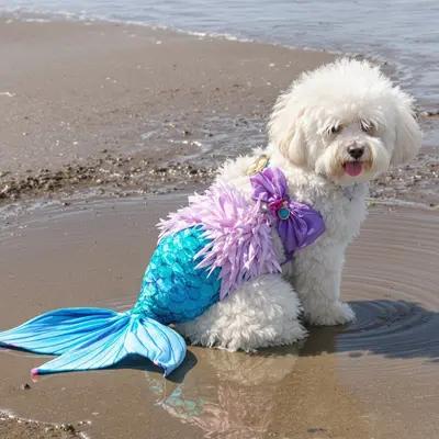 Fluffy Bichon Frise Mermaid at the Beach