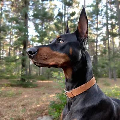 Alert Doberman in Pine Forest Sunlight