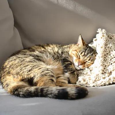 Peaceful Tabby Cat Asleep on Sofa