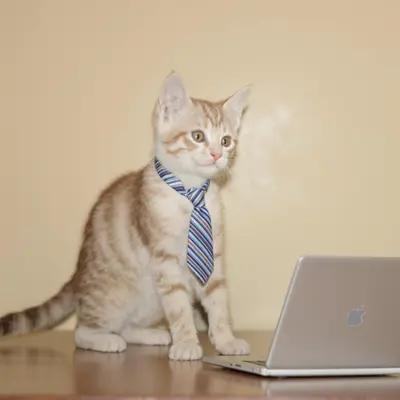 Tiny Executive Kitten at the Laptop