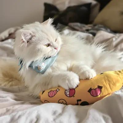 Fluffy White Cat Playfully Tackling Toy