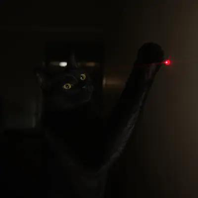 Black Cat's Laser Focus