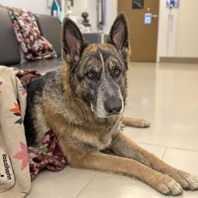 Stoic Senior German Shepherd in Vet Waiting Room