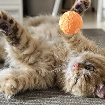 Playful Scottish Fold Cat with Orange Toy