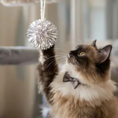 Playful Ragdoll Cat with Tinsel Toy