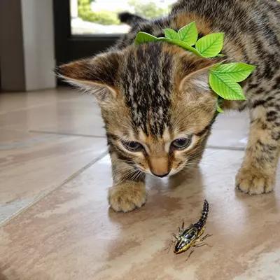 Curious Bengal Kitten Hunts Toy Bug