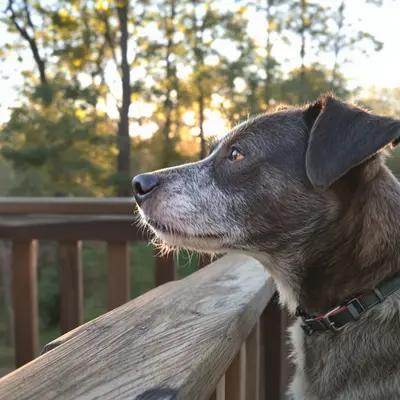 Thoughtful Senior Dog on Golden Deck