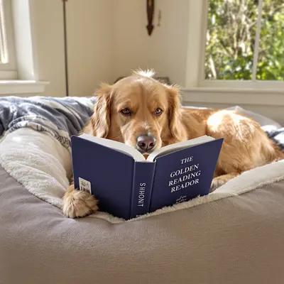 Golden Retriever's Cozy Reading Nook