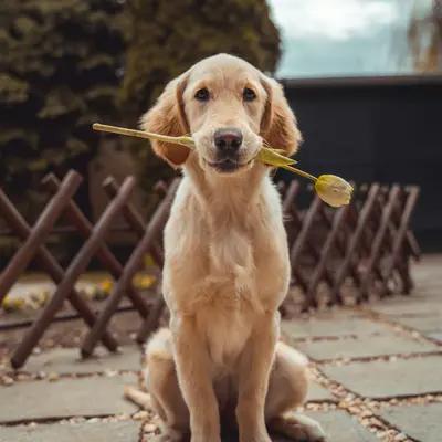 Golden Retriever in Autumn Park
