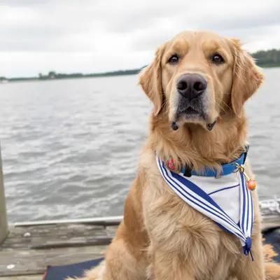 Nautical Golden Retriever on the Dock