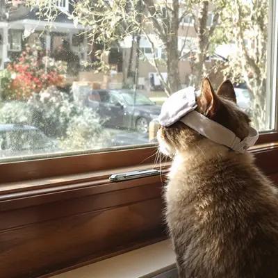 Thoughtful Cat with Eye Mask by Window