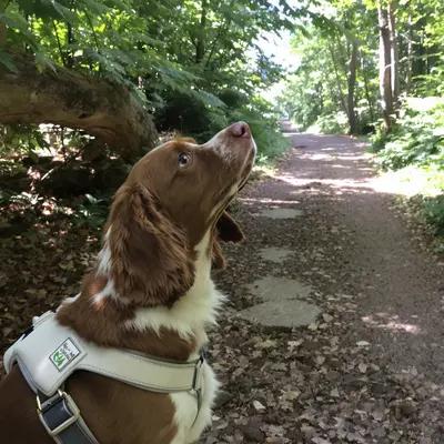 Curious Brittany Spaniel on Forest Trail