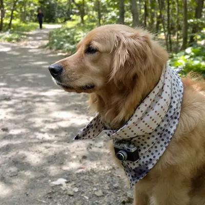 Golden Retriever Photographer on a Wooded Path