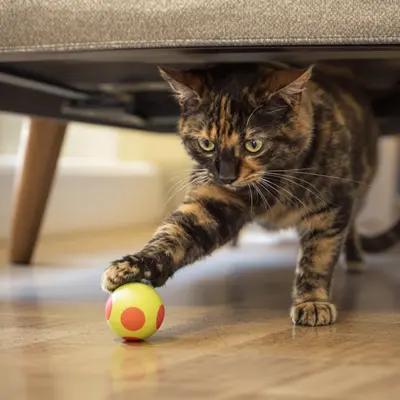 Playful Tortoiseshell Cat Swatting Toy Ball