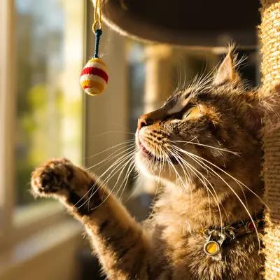 Playful Cat Batting at Toy in Sunlight