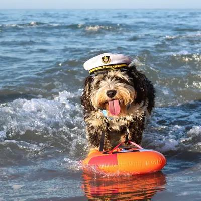 Captain Dog Retrieves Toy from Surf