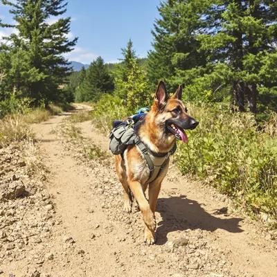 German Shepherd Hiking Adventure on Forest Trail