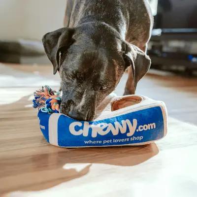 Two Puppies Cuddling