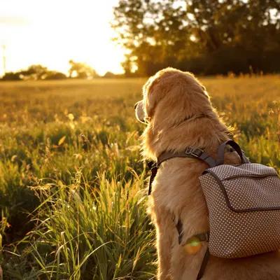 Golden Retriever's Sunset Field Adventure