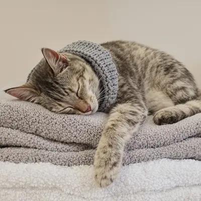 Peaceful Silver Tabby Cat Napping Soundly