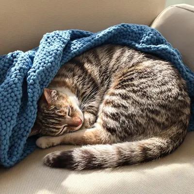 Cozy Tabby Cat Napping in Sunlight
