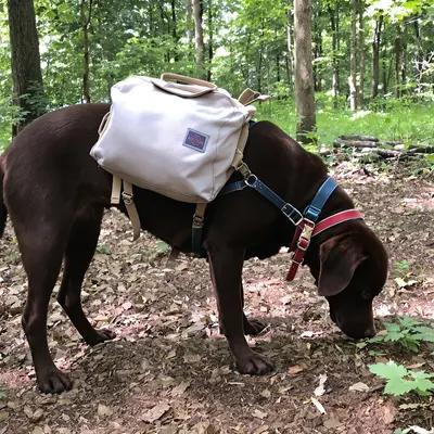 Forest Explorer: Chocolate Lab with Backpack