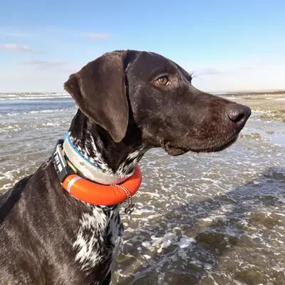 Alert Pointer at the Sunny Beach