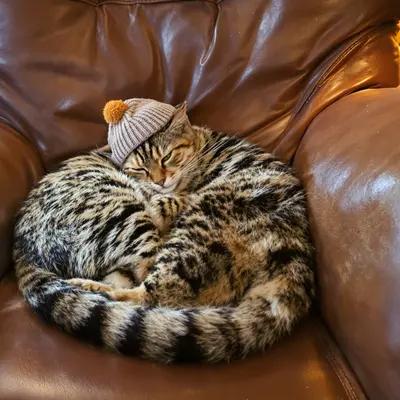 Cozy Tabby Cat Napping in Beanie