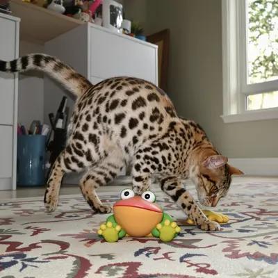 Playful Savannah Cat Pouncing on Toy Frog