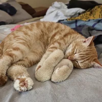 Peaceful Ginger Tabby Cat Nap