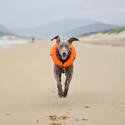 Energetic Weimaraner in Life Vest at Beach