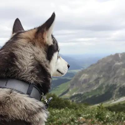 Siberian Husky Gazing at Mountain Horizon
