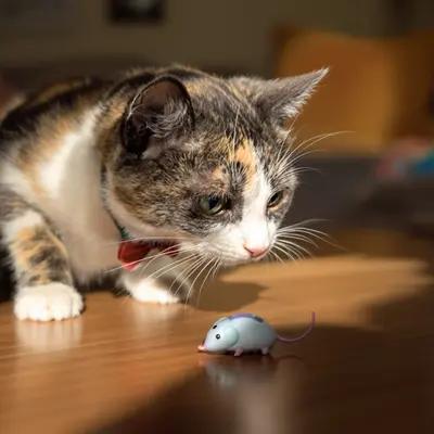 Calico Cat's Playful Stare at Toy Mouse