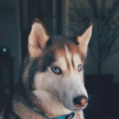 Labrador Swimming in Lake