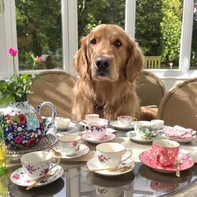Golden Retriever's Elegant Conservatory Tea Party