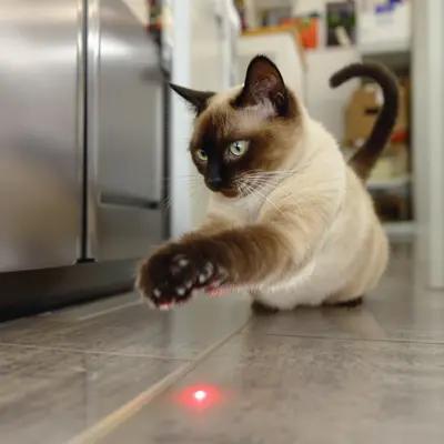 Playful Siamese Cat Chasing Laser Dot