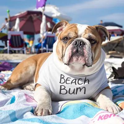 Beach Bum Bulldog Lounging on a Sunny Day