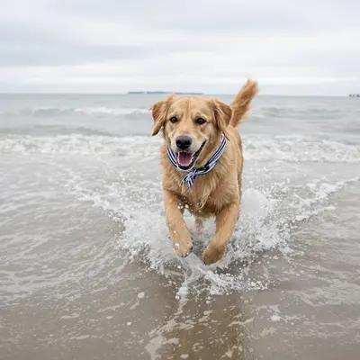 Joyful Golden Retriever Splashing in Ocean Surf
