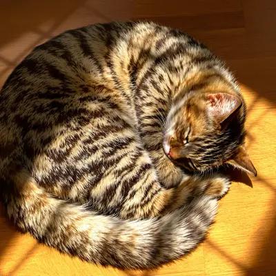 Cozy Tabby Cat Napping in Sunbeam