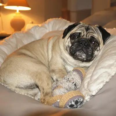 Contented Pug Resting in Warm Lamp Light
