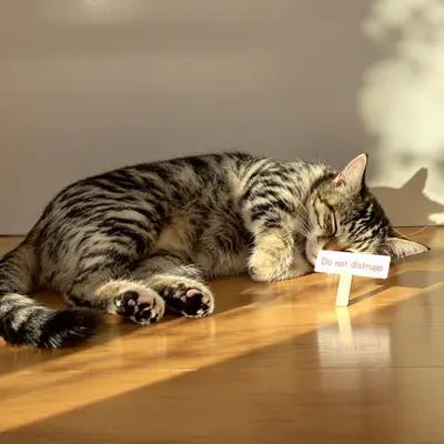 Golden Hour Nap: Do Not Disturb