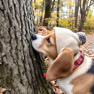 Curious Beagle in Hat Sniffing Tree