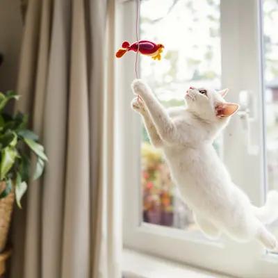 Playful White Cat Leaping for Toy Bird
